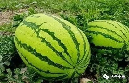 热门大瓜往期内容,那些你不知道的内幕与真相